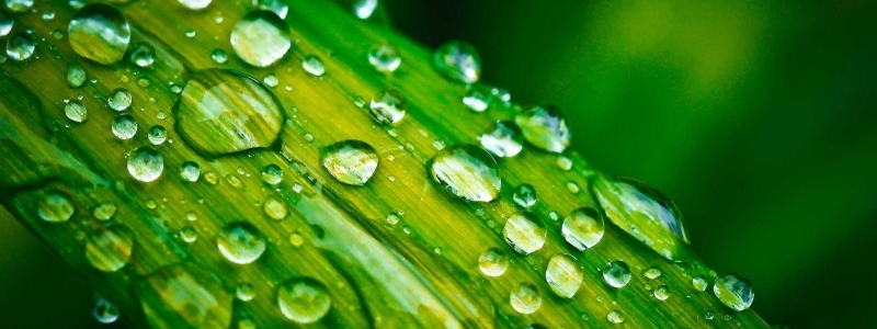 ГЕД представя програмата за еко практики Green Leaf на Kodak